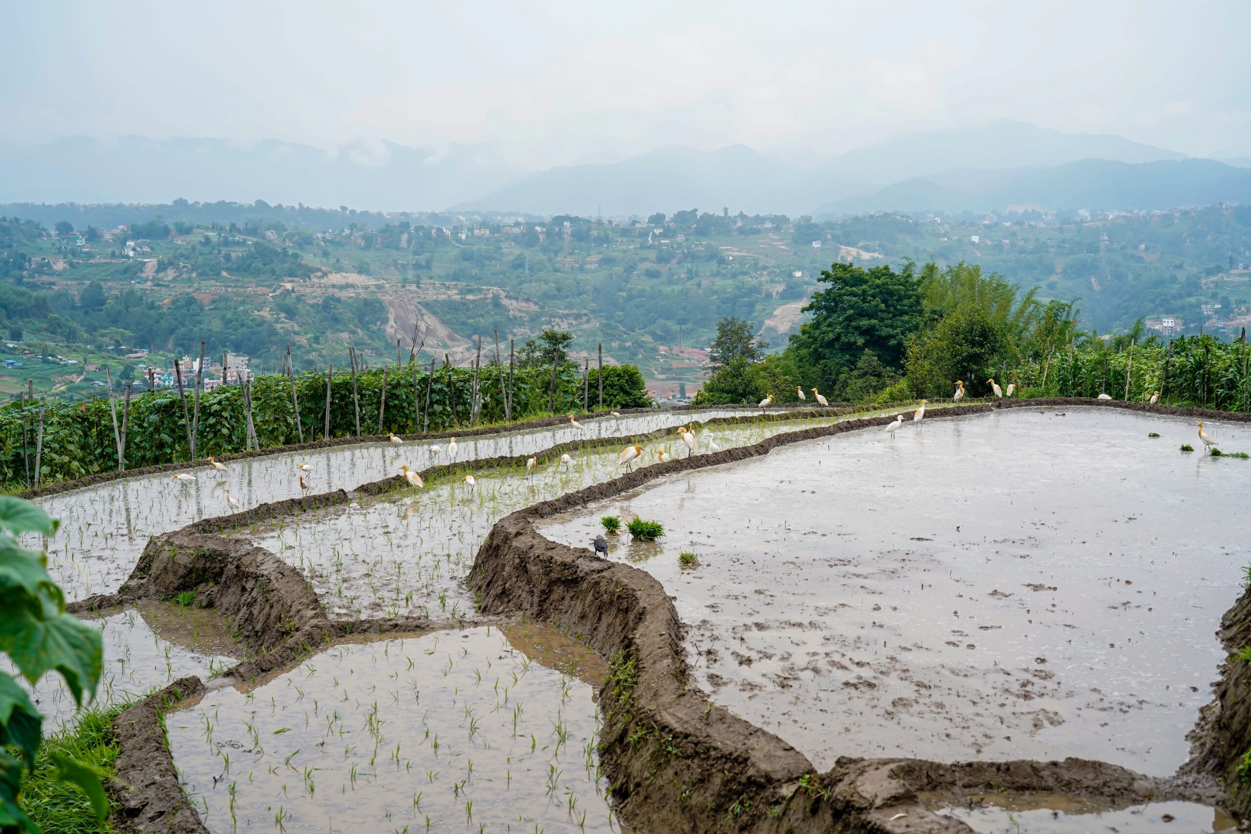 Terraced rice fields with water and birds in rural mountain landscape